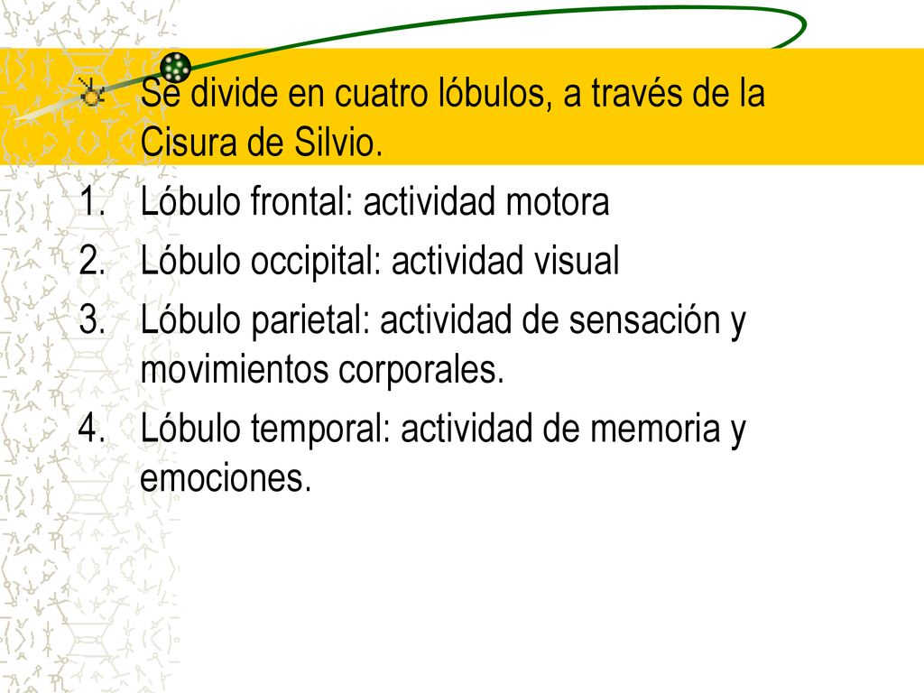 Se divide en cuatro lóbulos, a través de la Cisura de Silvio.
