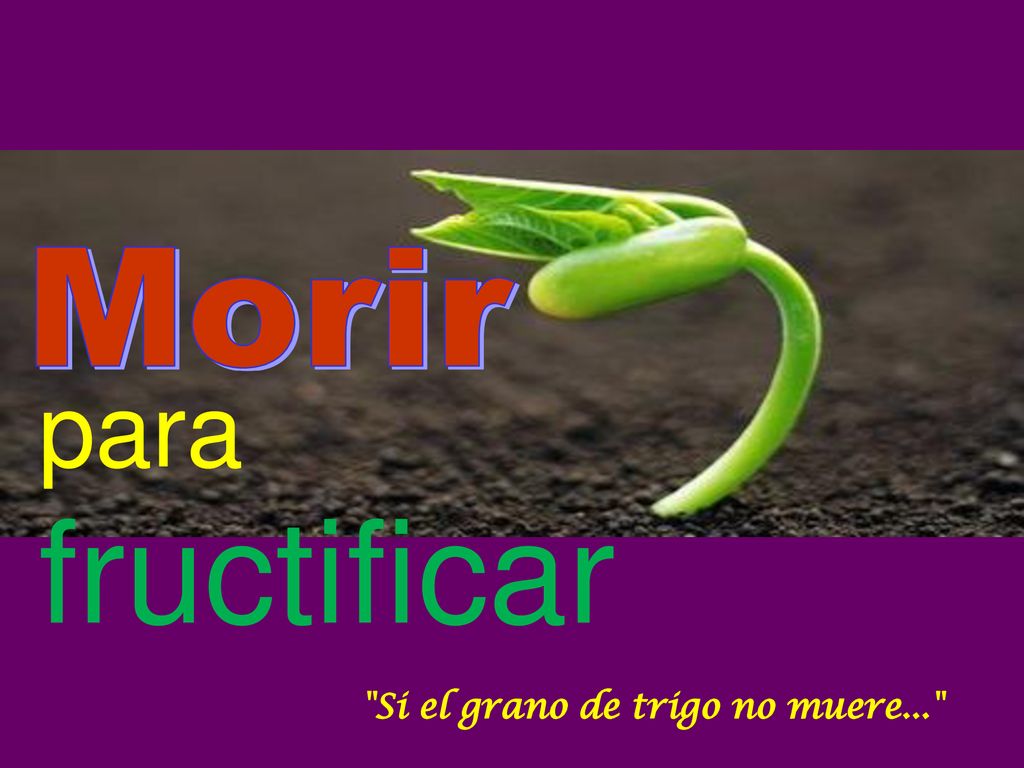 Morir para fructificar Si el grano de trigo no muere...