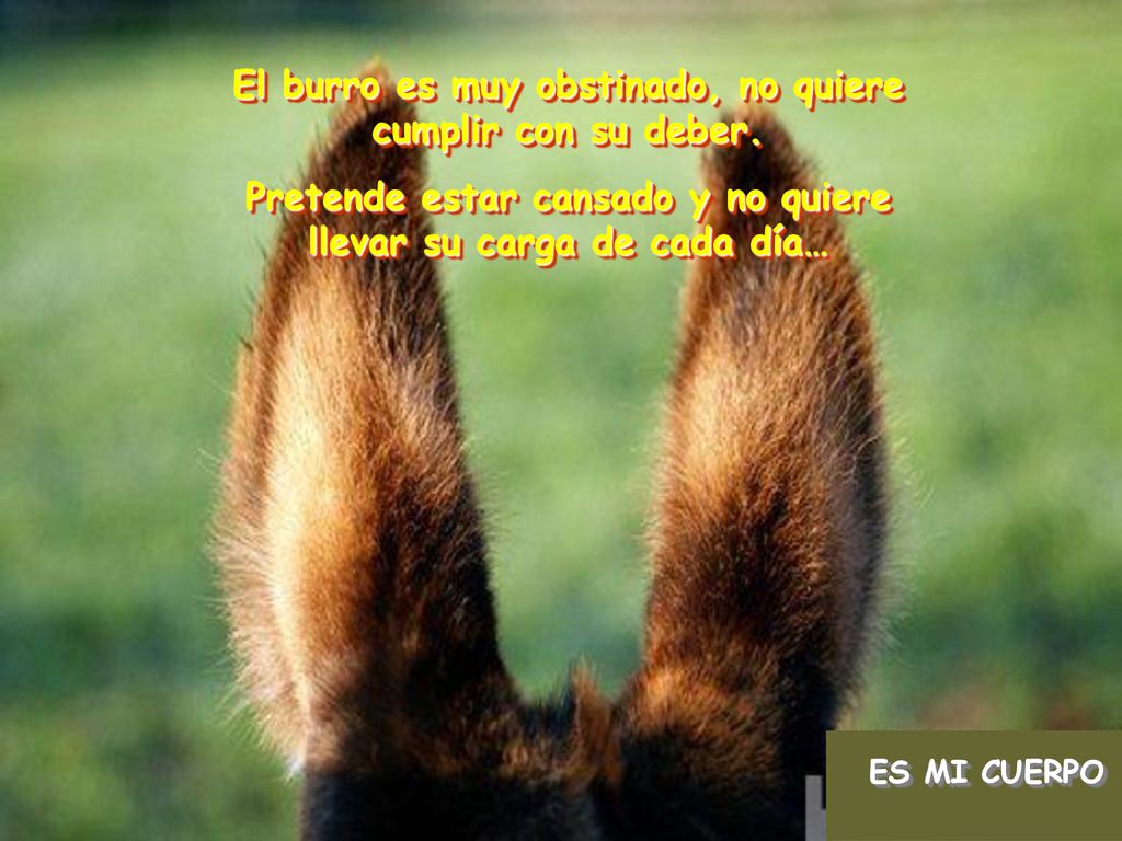 El burro es muy obstinado, no quiere cumplir con su deber.