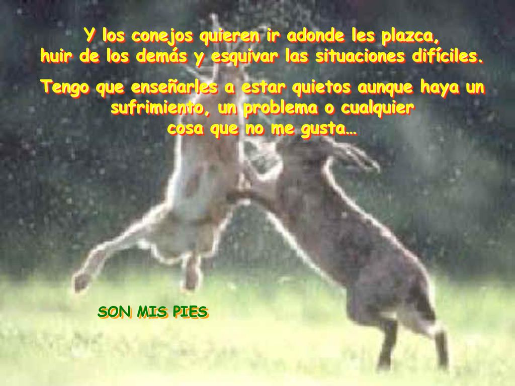 Y los conejos quieren ir adonde les plazca, huir de los demás y esquivar las situaciones difíciles.