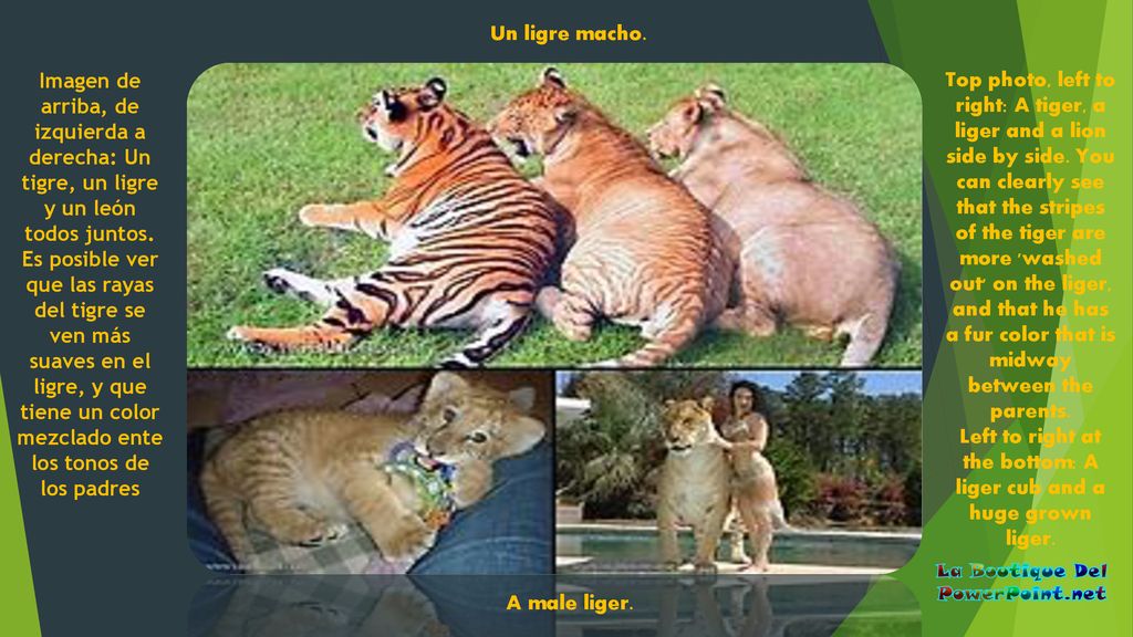 Left to right at the bottom: A liger cub and a huge grown liger.