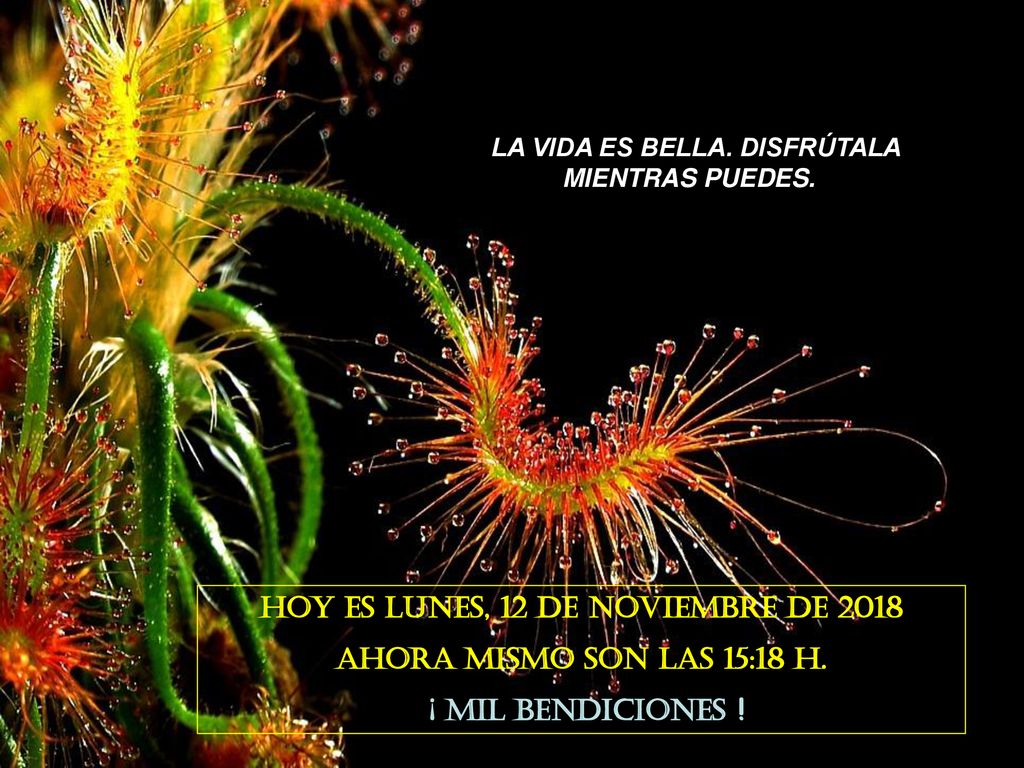 Hoy es lunes, 12 de noviembre de 2018 Ahora mismo son las 15:18 h.