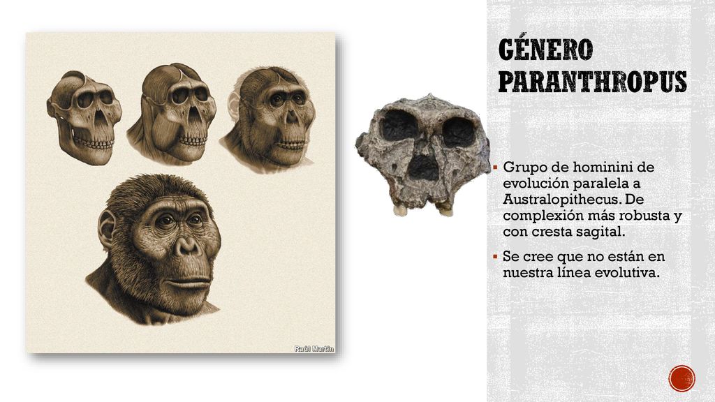Género paranthropus Grupo de hominini de evolución paralela a Australopithecus. De complexión más robusta y con cresta sagital.