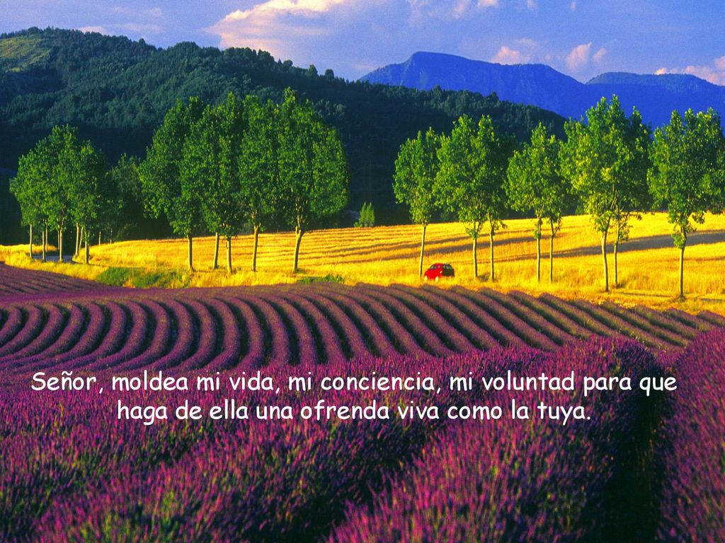 Señor, moldea mi vida, mi conciencia, mi voluntad para que haga de ella una ofrenda viva como la tuya.
