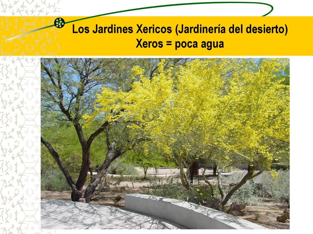 Los Jardines Xericos (Jardinería del desierto) Xeros = poca agua