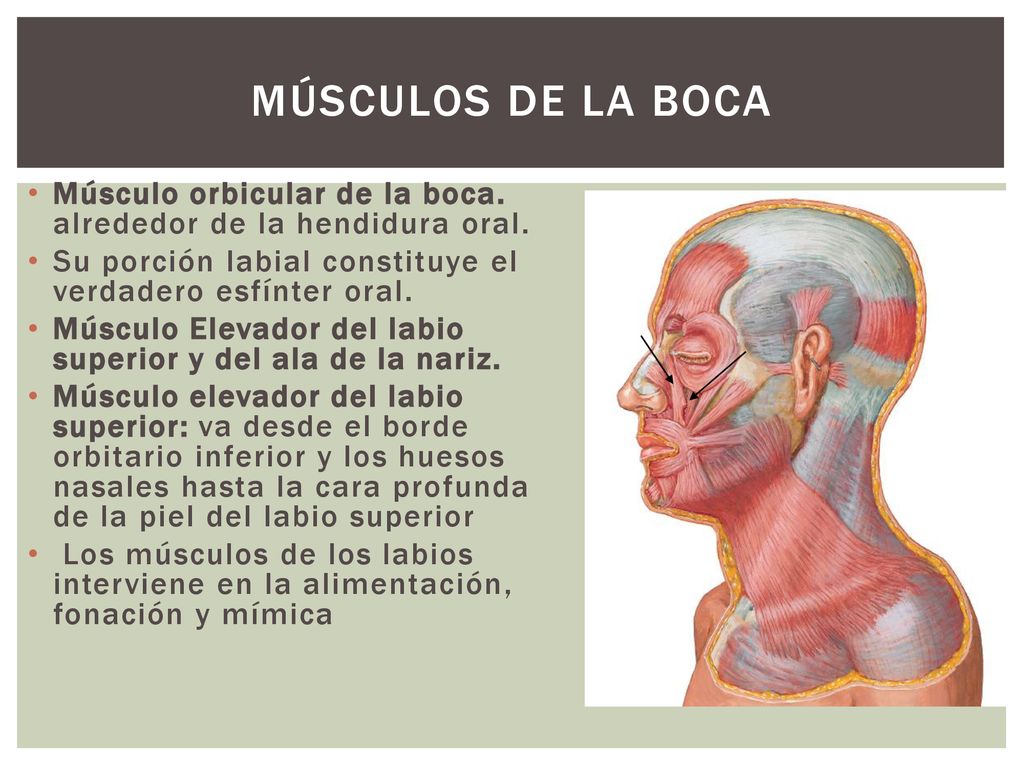 Músculos de la boca Músculo orbicular de la boca. alrededor de la hendidura oral. Su porción labial constituye el verdadero esfínter oral.
