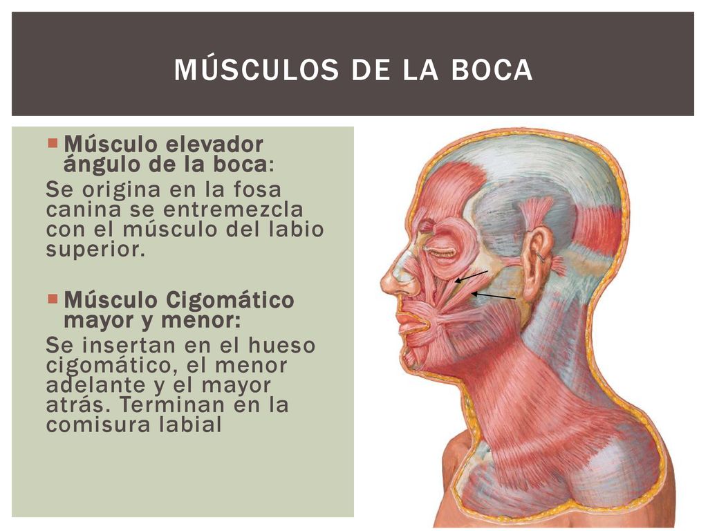 Músculos de la boca Músculo elevador ángulo de la boca: