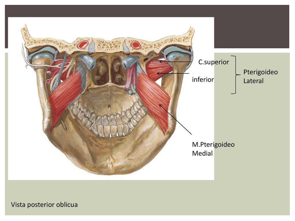 C.superior Pterigoideo Lateral inferior M.Pterigoideo Medial Vista posterior oblicua