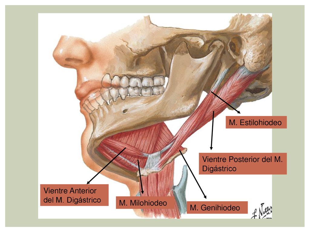 M. Estilohiodeo Vientre Posterior del M. Digástrico. Vientre Anterior del M. Digástrico. M. Milohiodeo.