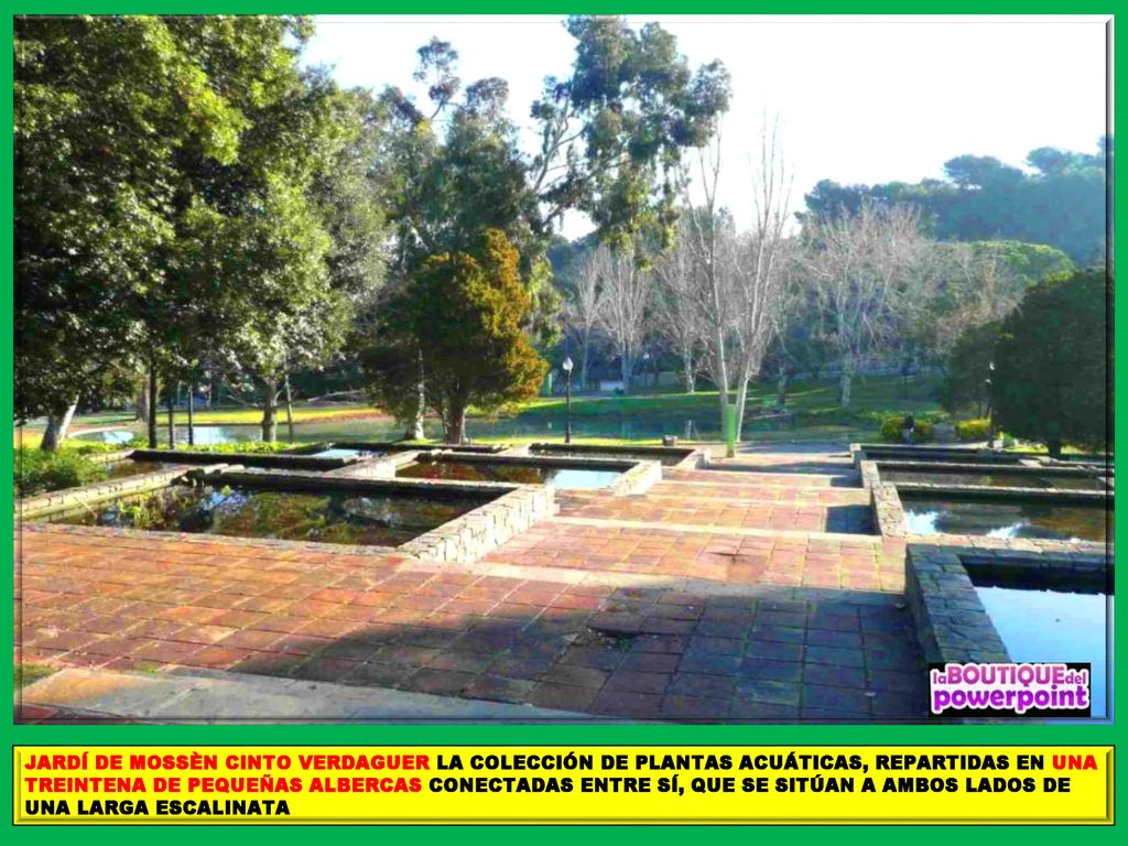 JARDÍ DE MOSSÈN CINTO VERDAGUER LA COLECCIÓN DE PLANTAS ACUÁTICAS, REPARTIDAS EN UNA TREINTENA DE PEQUEÑAS ALBERCAS CONECTADAS ENTRE SÍ, QUE SE SITÚAN A AMBOS LADOS DE UNA LARGA ESCALINATA