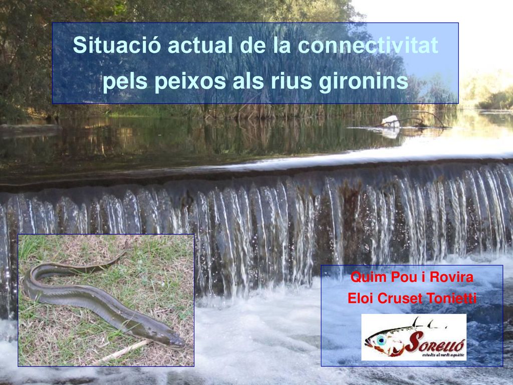 Situació actual de la connectivitat pels peixos als rius gironins