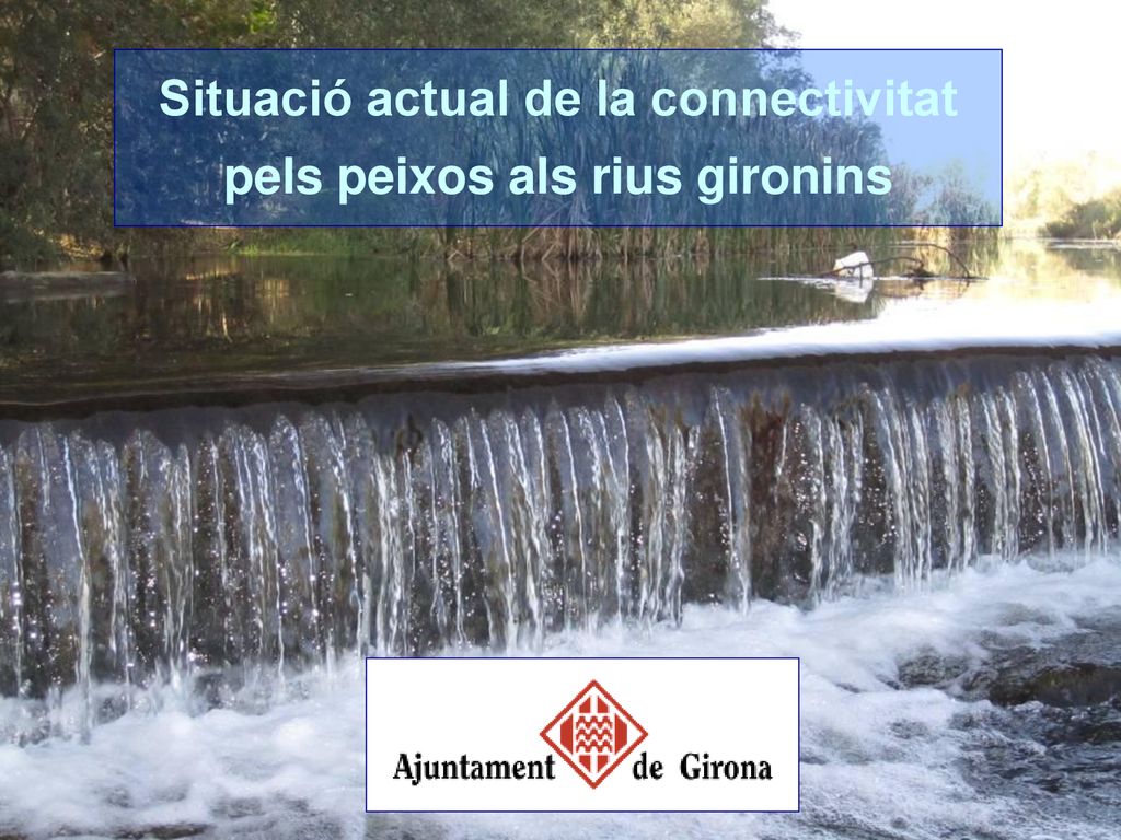 Situació actual de la connectivitat pels peixos als rius gironins