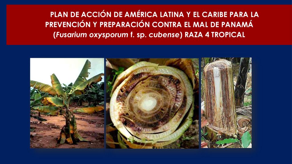 PLAN DE ACCIÓN DE AMÉRICA LATINA Y EL CARIBE PARA LA PREVENCIÓN Y PREPARACIÓN CONTRA EL MAL DE PANAMÁ (Fusarium oxysporum f.