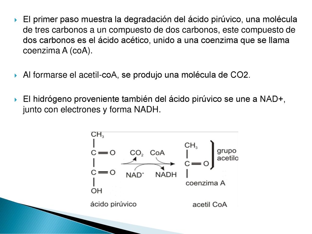 El primer paso muestra la degradación del ácido pirúvico, una molécula de tres carbonos a un compuesto de dos carbonos, este compuesto de dos carbonos es el ácido acético, unido a una coenzima que se llama coenzima A (coA).