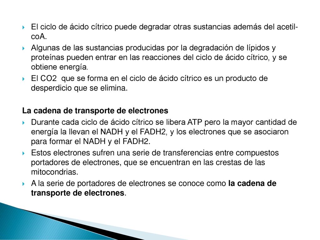 El ciclo de ácido cítrico puede degradar otras sustancias además del acetil- coA.