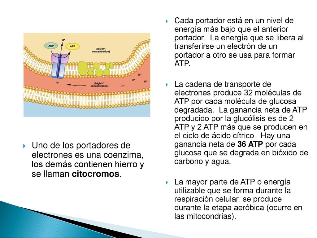 Uno de los portadores de electrones es una coenzima, los demás contienen hierro y se llaman citocromos.