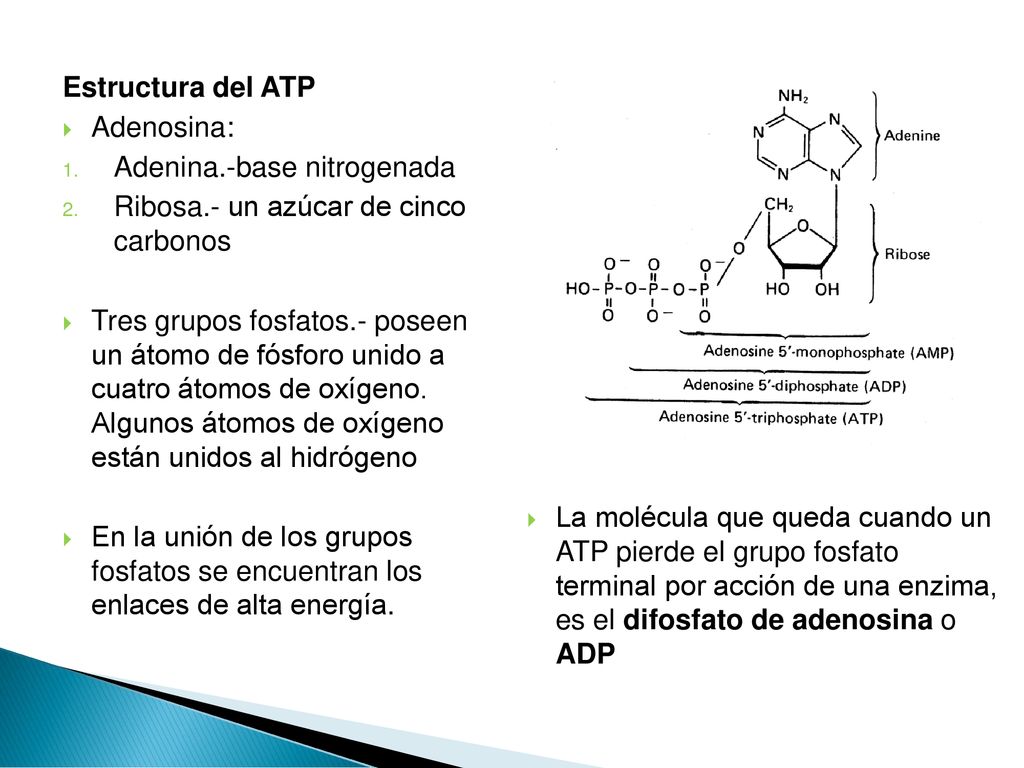 Estructura del ATP Adenosina: Adenina.-base nitrogenada. Ribosa.- un azúcar de cinco carbonos.