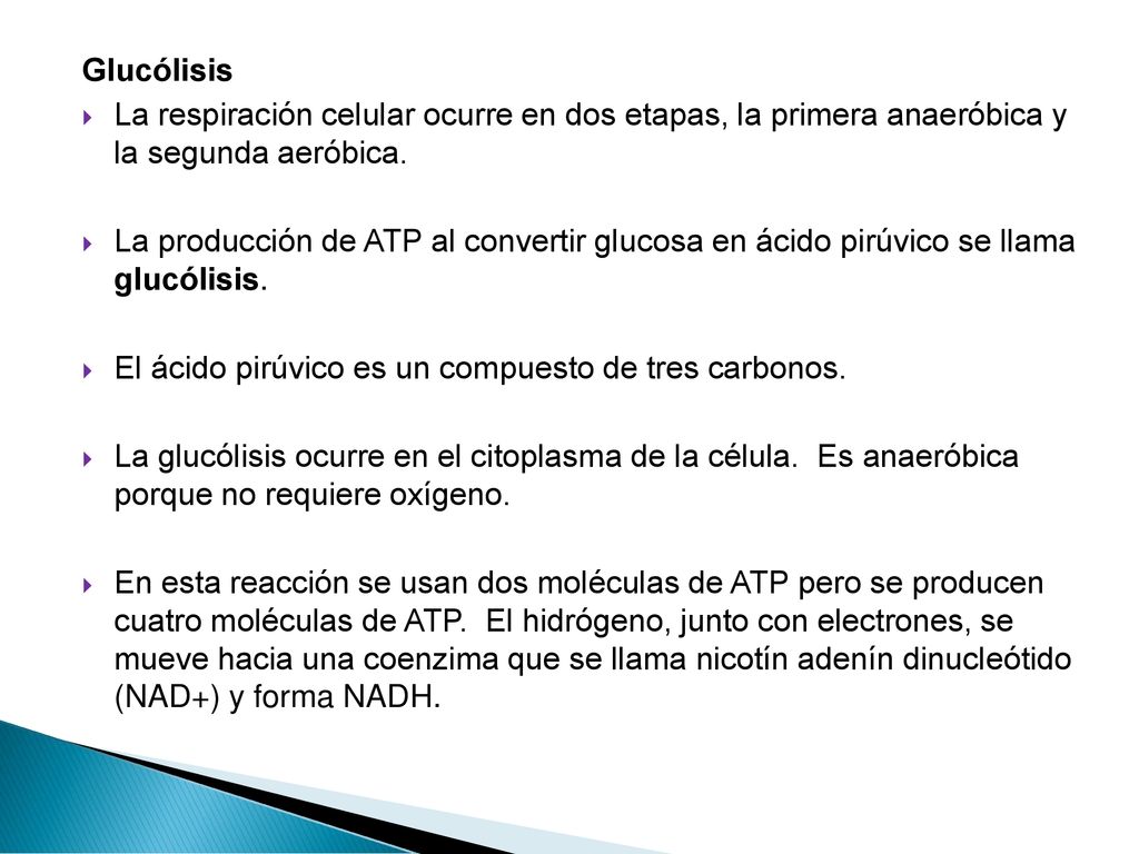 Glucólisis La respiración celular ocurre en dos etapas, la primera anaeróbica y la segunda aeróbica.