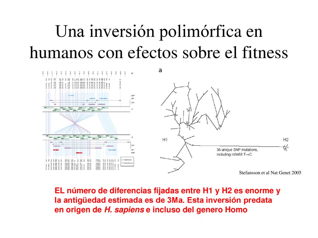 Una inversión polimórfica en humanos con efectos sobre el fitness