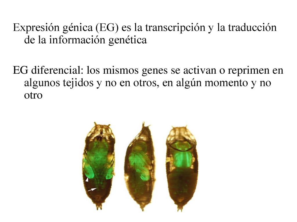 Expresión génica (EG) es la transcripción y la traducción de la información genética