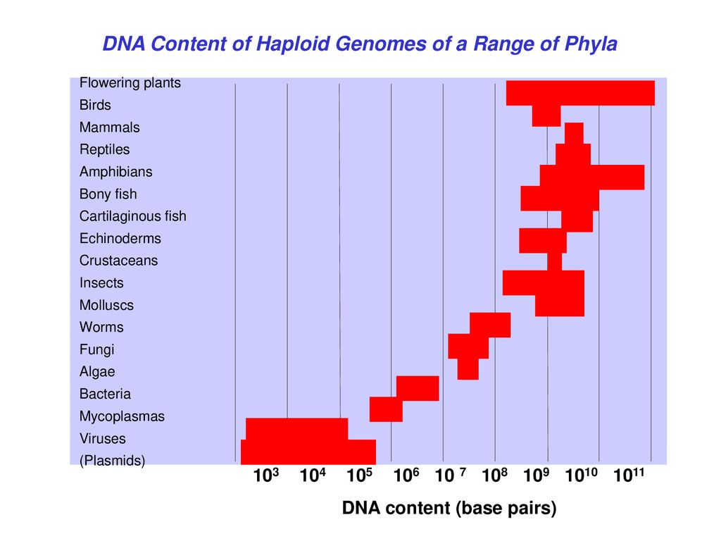 DNA Content of Haploid Genomes of a Range of Phyla