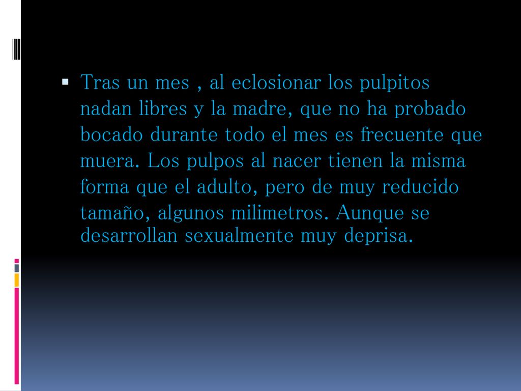Tras un mes , al eclosionar los pulpitos nadan libres y la madre, que no ha probado bocado durante todo el mes es frecuente que muera.