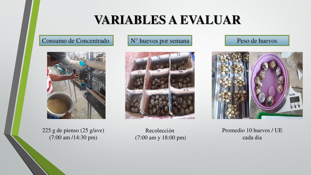 VARIABLES A EVALUAR Consumo de Concentrado N° huevos por semana