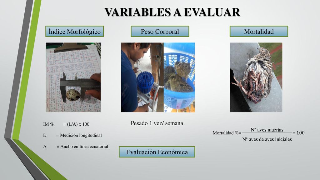 VARIABLES A EVALUAR Índice Morfológico Peso Corporal Mortalidad