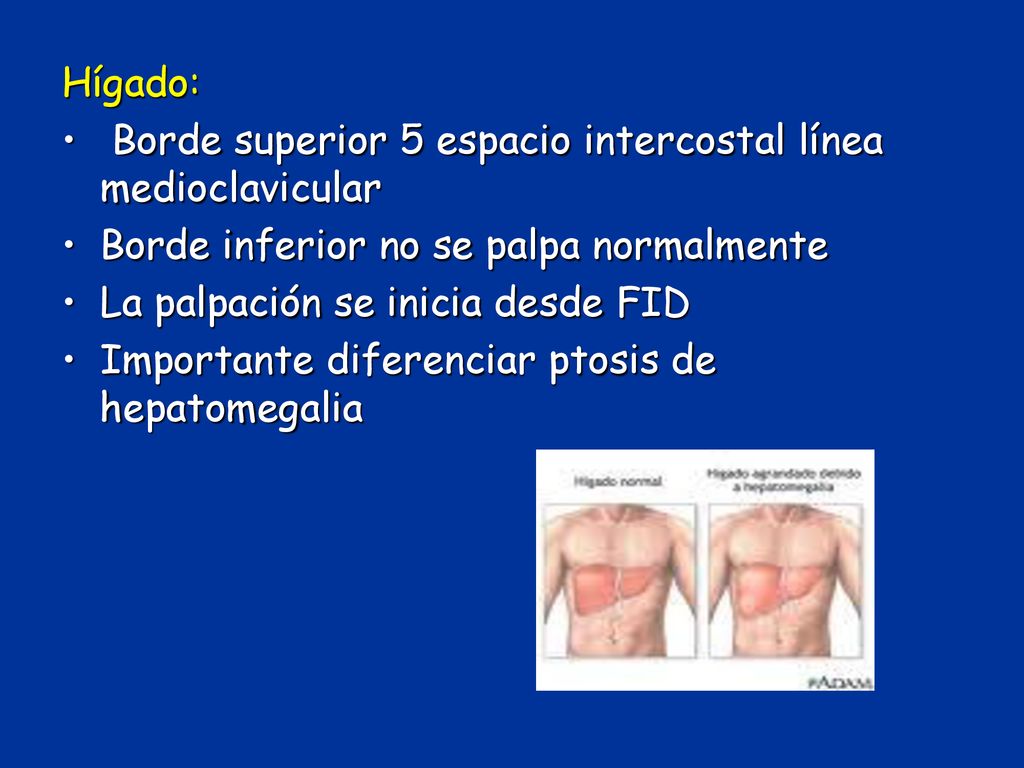 Hígado: Borde superior 5 espacio intercostal línea medioclavicular. Borde inferior no se palpa normalmente.