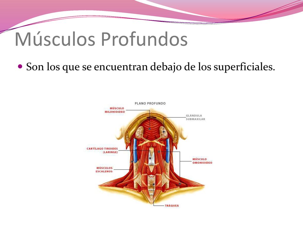 Músculos Profundos Son los que se encuentran debajo de los superficiales.