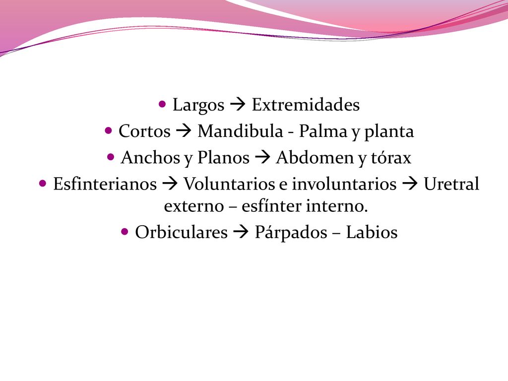 Cortos  Mandibula - Palma y planta Anchos y Planos  Abdomen y tórax