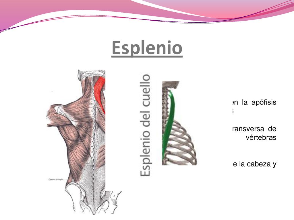 Esplenio Origen: Se origina en la apófisis espinosas de D1 – D6