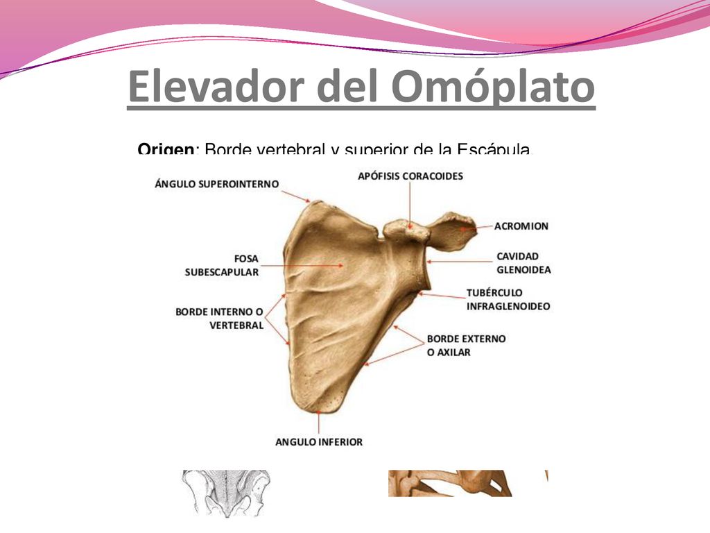 Elevador del Omóplato Origen: Borde vertebral y superior de la Escápula. Inserción: Apófisis transversas de las 4 primeras vértebras cervicales.