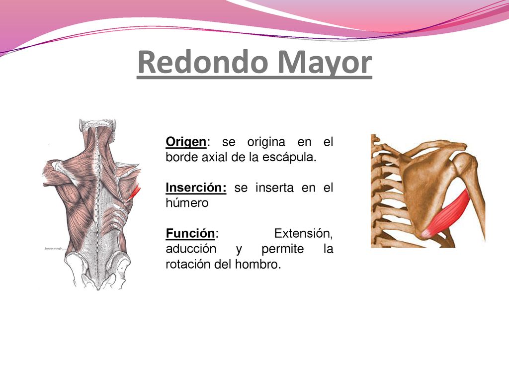 Redondo Mayor Origen: se origina en el borde axial de la escápula.