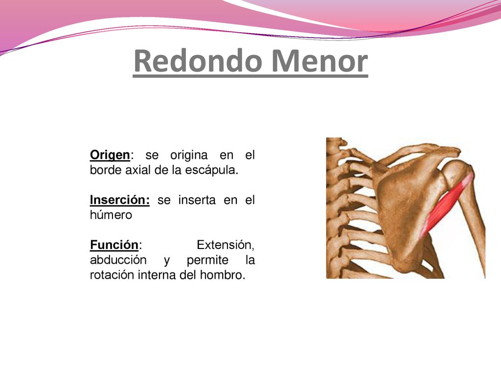 Redondo Menor Origen: se origina en el borde axial de la escápula.