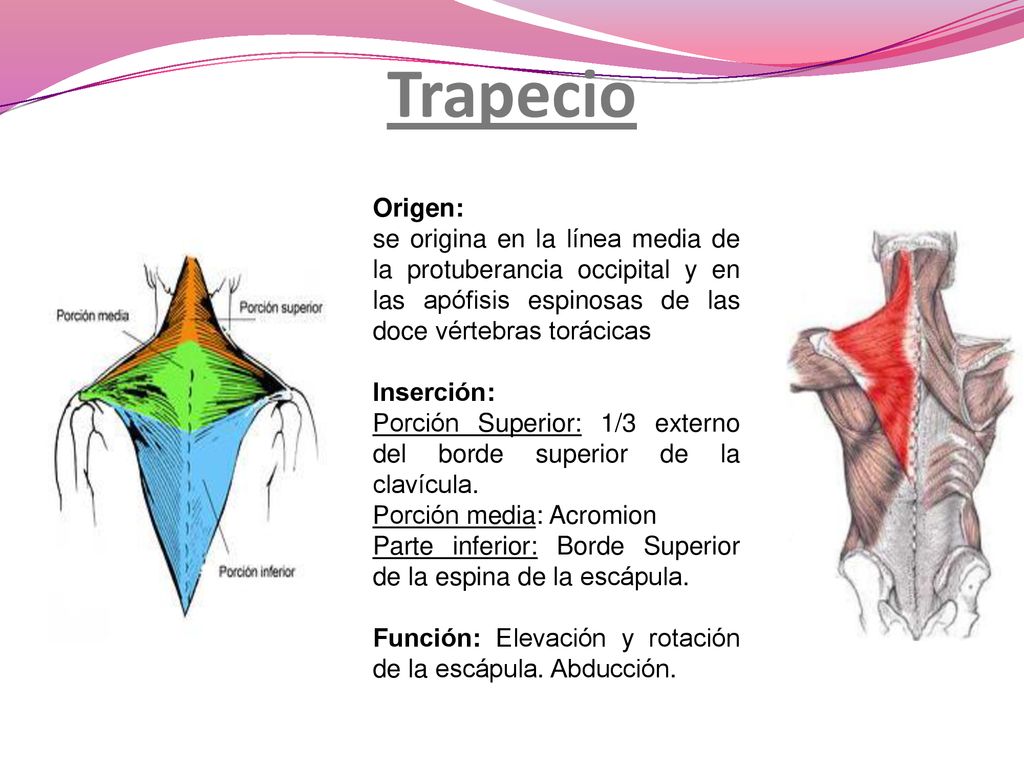 Trapecio Origen: se origina en la línea media de la protuberancia occipital y en las apófisis espinosas de las doce vértebras torácicas.