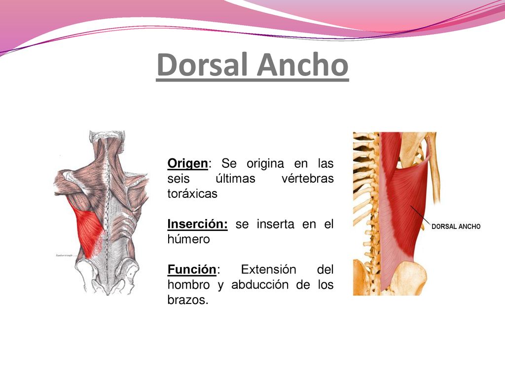 Dorsal Ancho Origen: Se origina en las seis últimas vértebras toráxicas. Inserción: se inserta en el húmero.