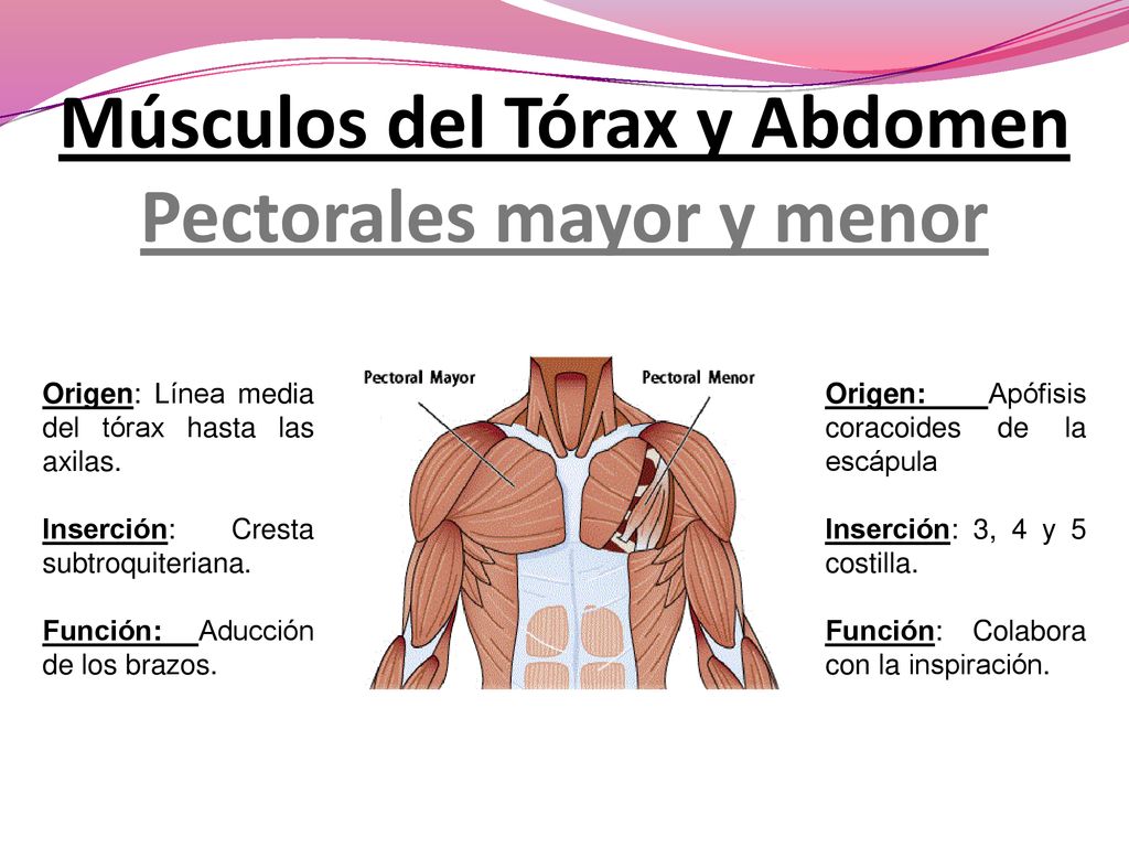 Músculos del Tórax y Abdomen Pectorales mayor y menor