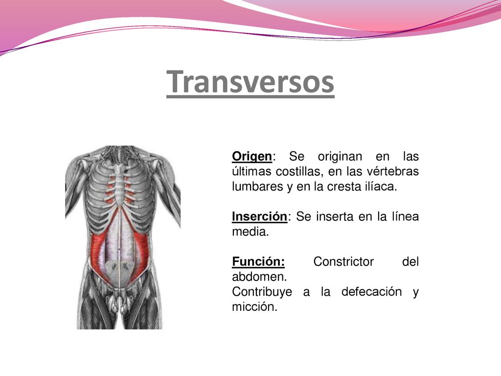 Transversos Origen: Se originan en las últimas costillas, en las vértebras lumbares y en la cresta ilíaca.