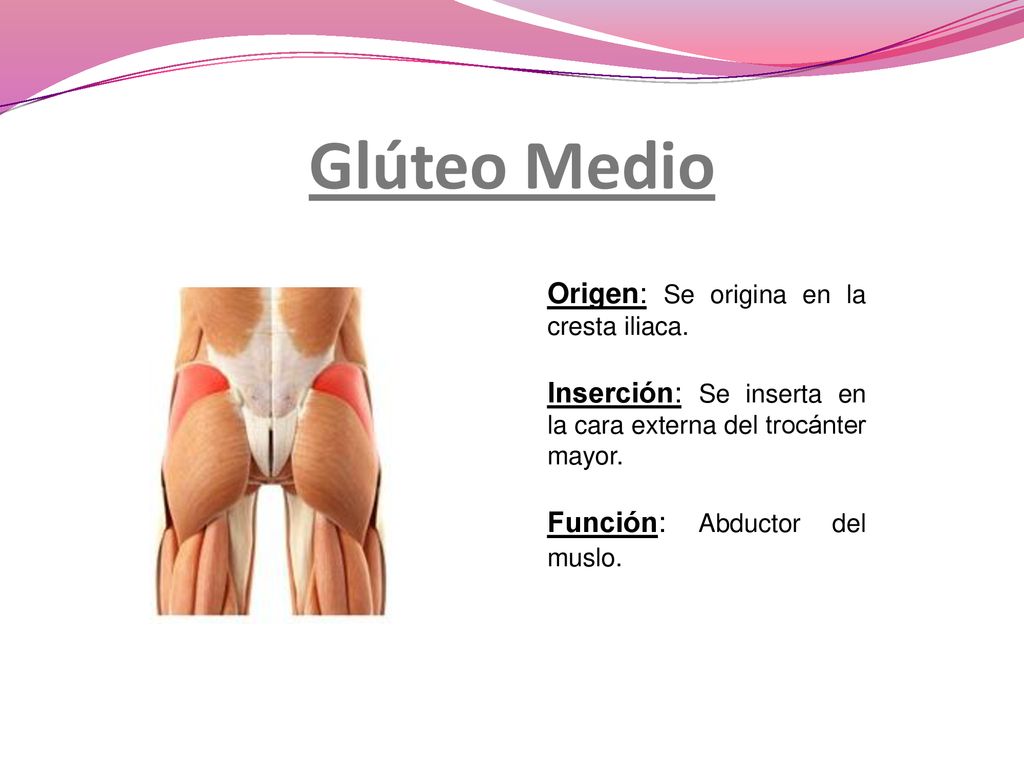 Glúteo Medio Origen: Se origina en la cresta iliaca.
