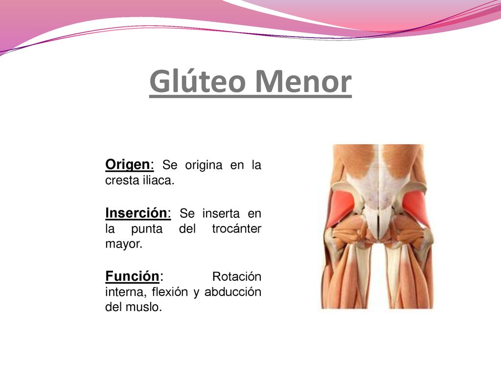 Glúteo Menor Origen: Se origina en la cresta iliaca.