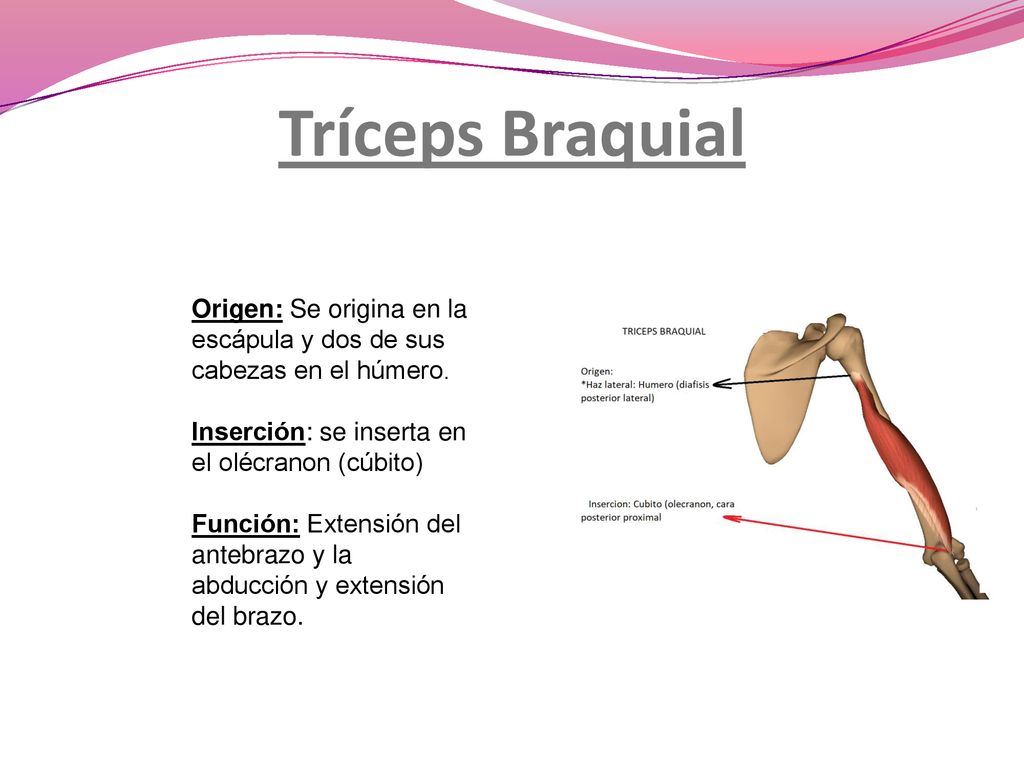 Tríceps Braquial Origen: Se origina en la escápula y dos de sus cabezas en el húmero. Inserción: se inserta en el olécranon (cúbito)