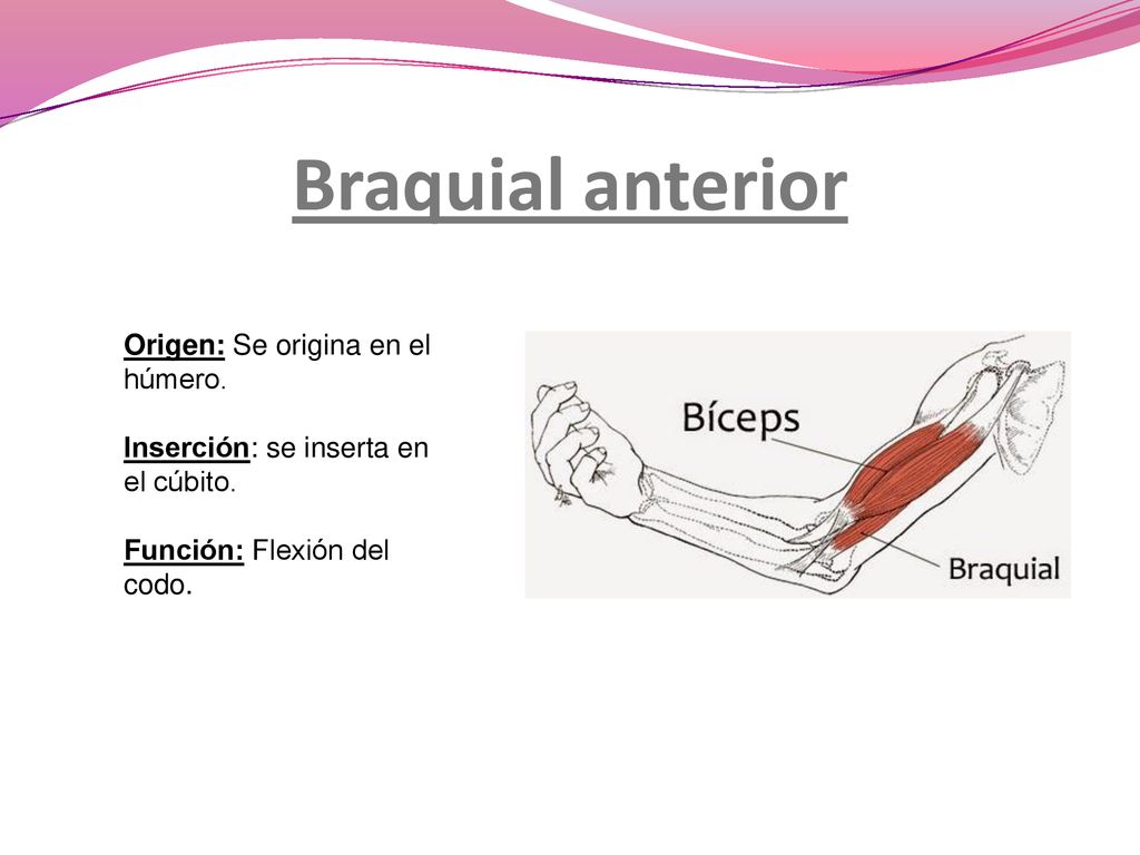 Braquial anterior Origen: Se origina en el húmero.