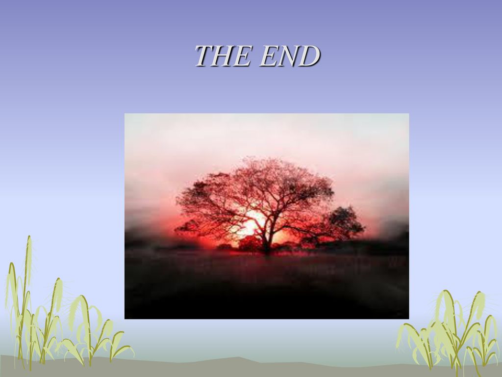 THE END