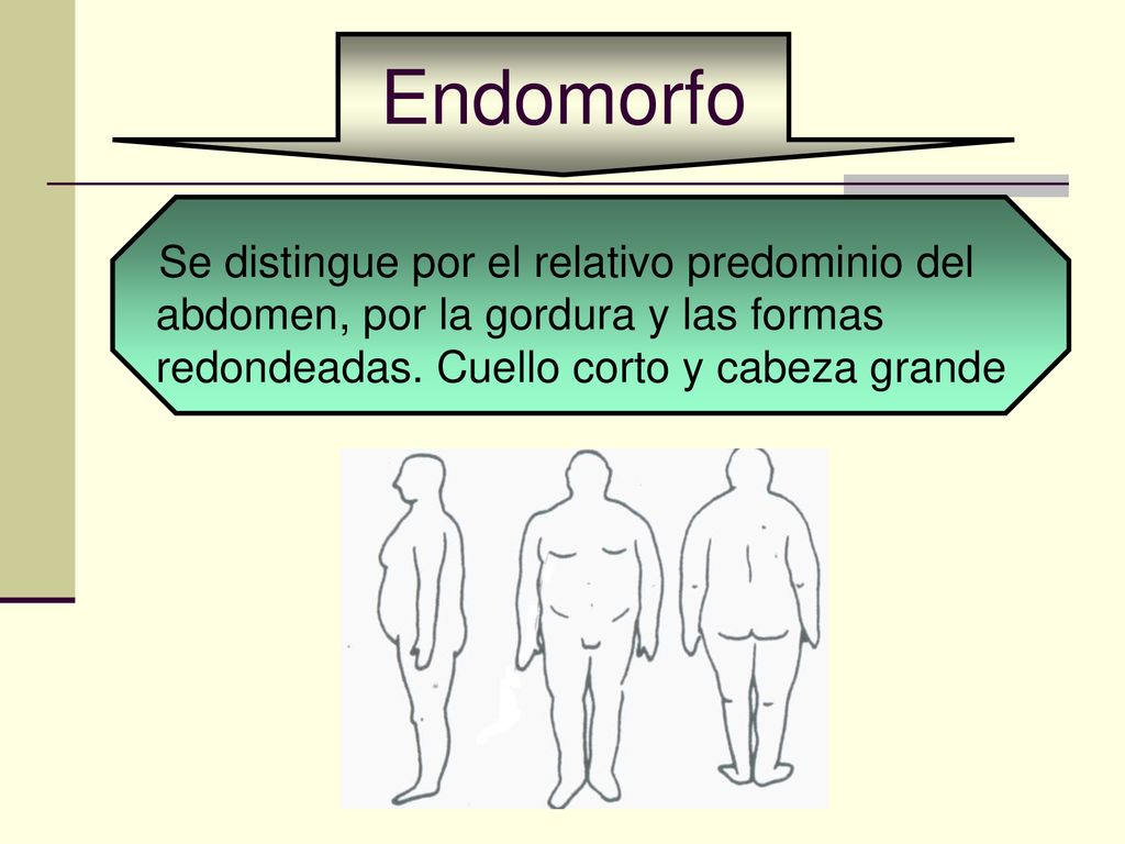 Endomorfo Se distingue por el relativo predominio del abdomen, por la gordura y las formas redondeadas.