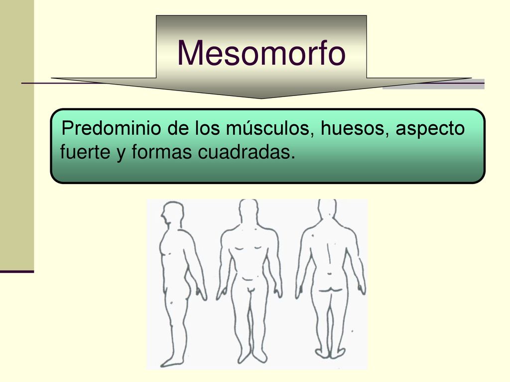 Mesomorfo Predominio de los músculos, huesos, aspecto fuerte y formas cuadradas.
