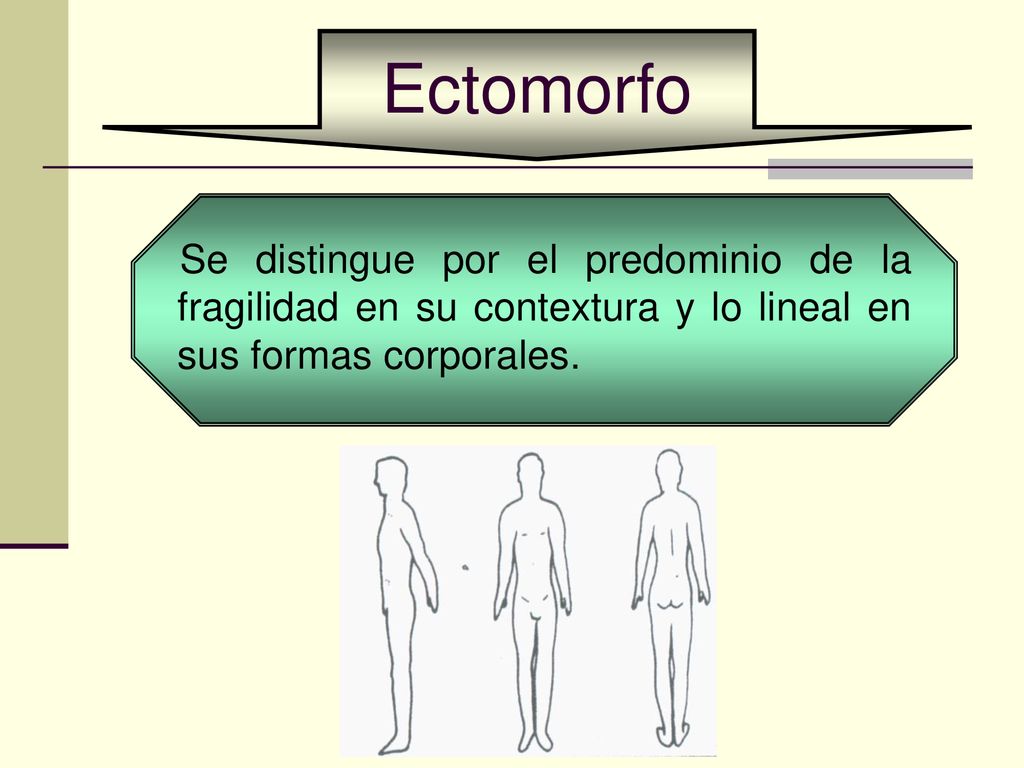Ectomorfo Se distingue por el predominio de la fragilidad en su contextura y lo lineal en sus formas corporales.