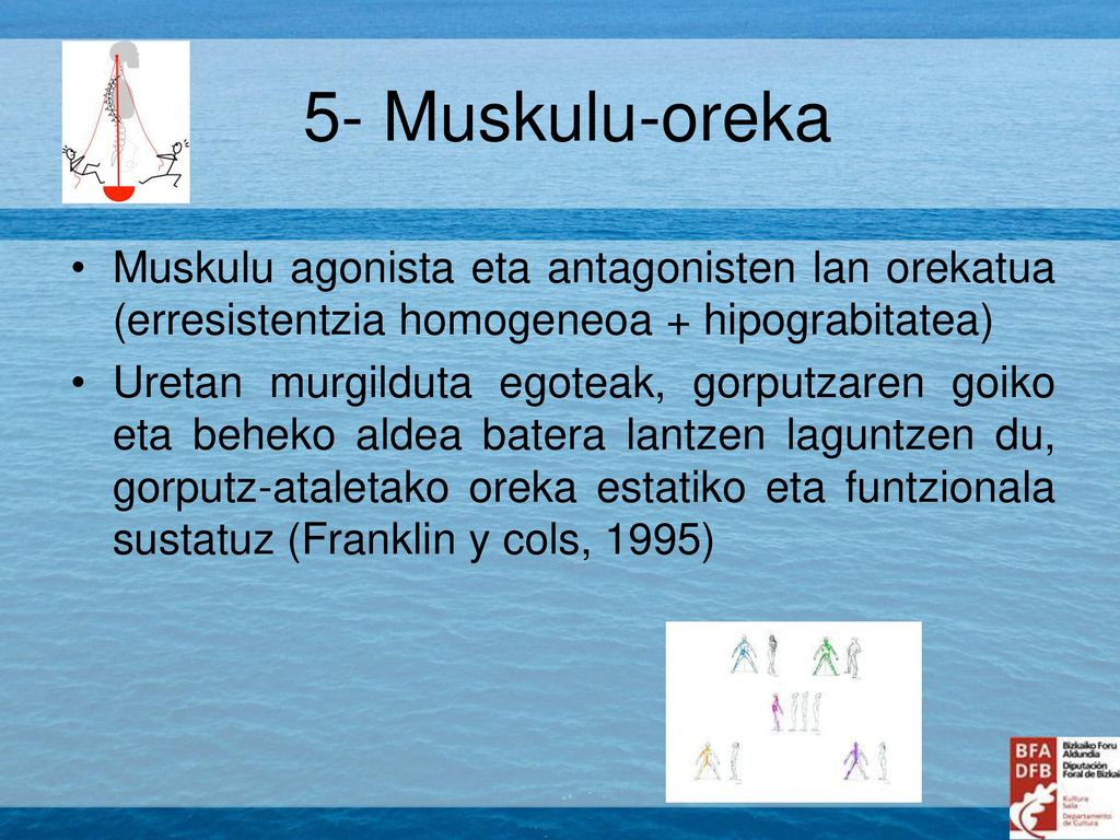 5- Muskulu-oreka Muskulu agonista eta antagonisten lan orekatua (erresistentzia homogeneoa + hipograbitatea)
