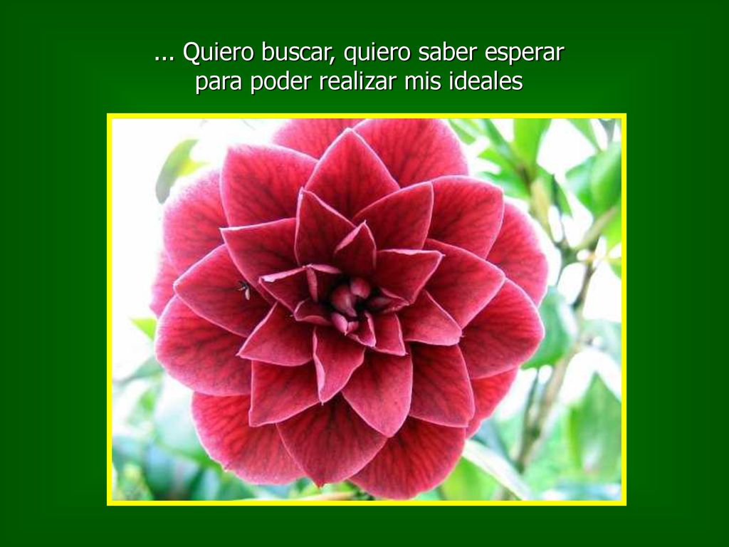 ... Quiero buscar, quiero saber esperar para poder realizar mis ideales