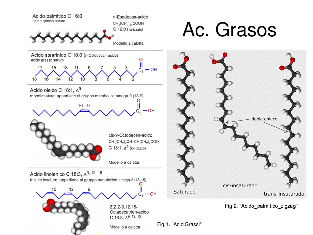 Ac. Grasos Fig 2. Ácido_palmítico_zigzag Fig 1. AcidiGrassi